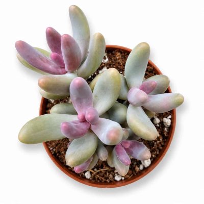 pachyphytum-ganzhou