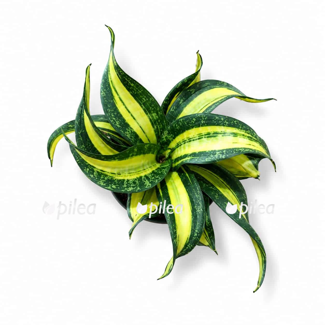 sansevieria-hahnii-curly-galaxy sansevieria hahnii curly
