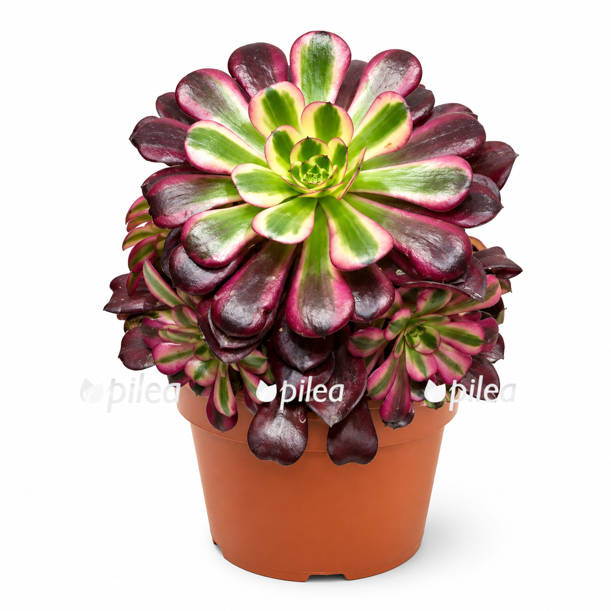 aeonium-medusa aeonium medusa