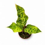 aglaonema red army