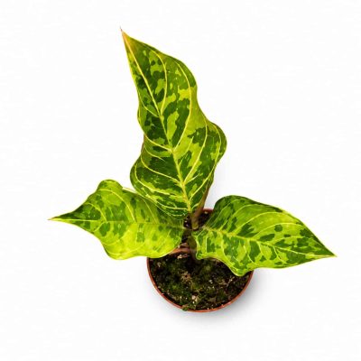 aglaonema red army