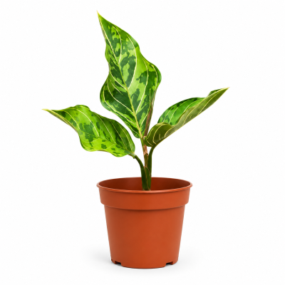 aglaonema red army