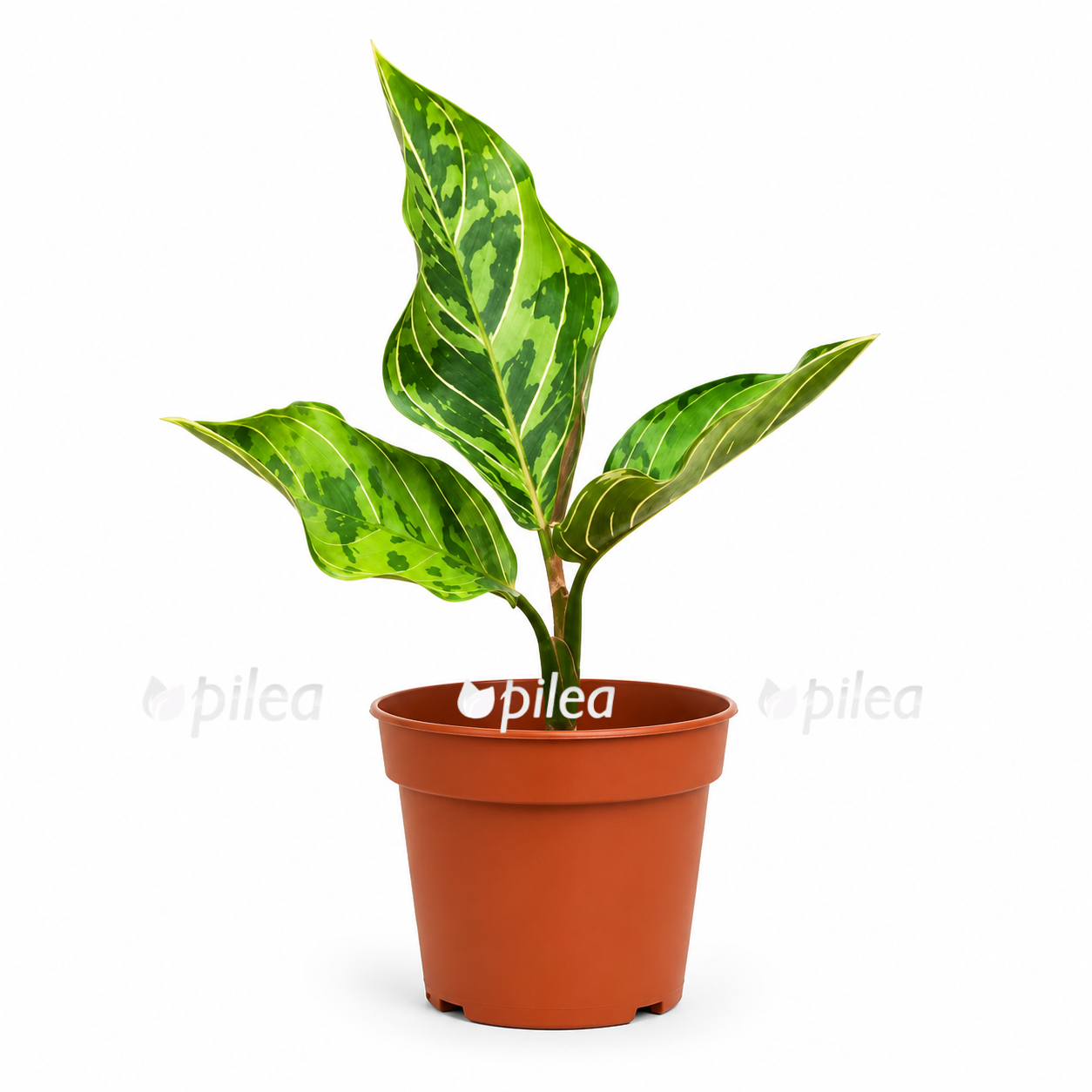 aglaonema-red-army aglaonema red army