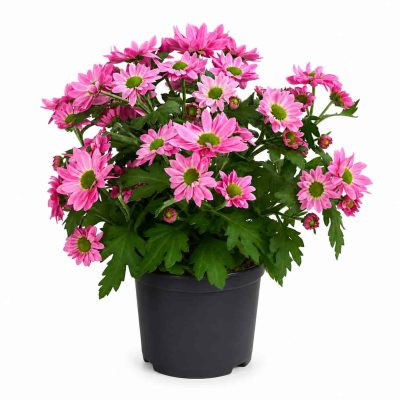chrysanthemum pink