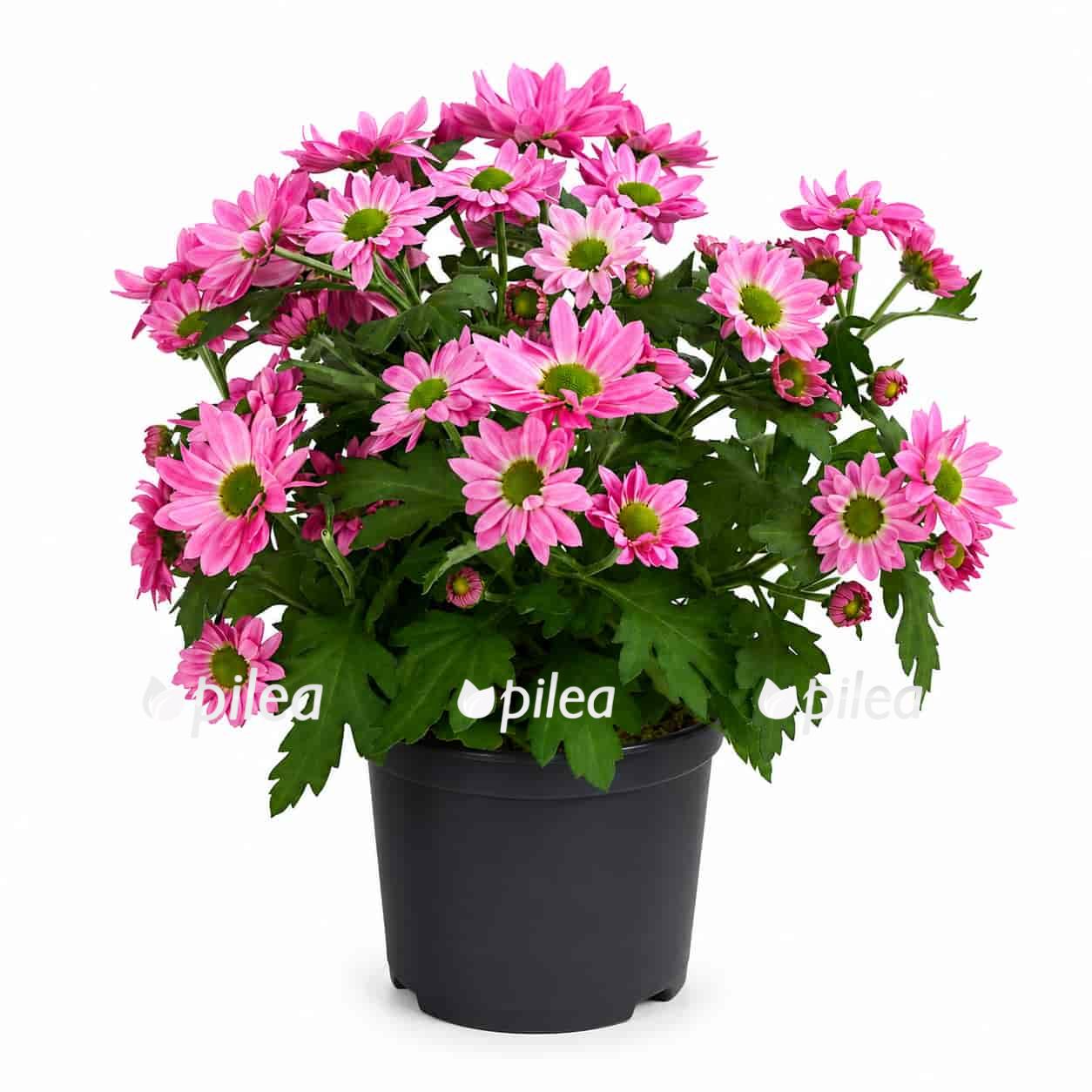 chrysanthemum-pink chrysanthemum pink