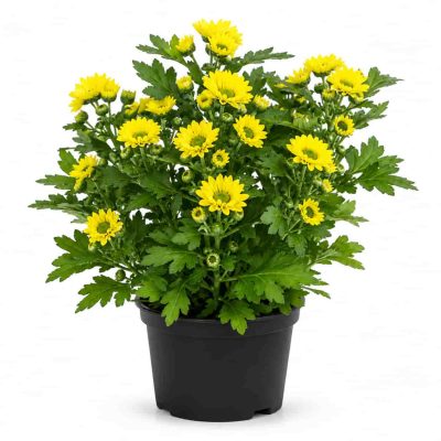 chrysanthemum yellow