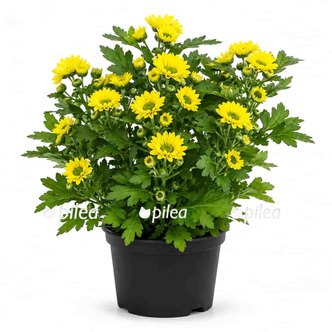 Chrysanthemum Yellow chrysanthemum yellow