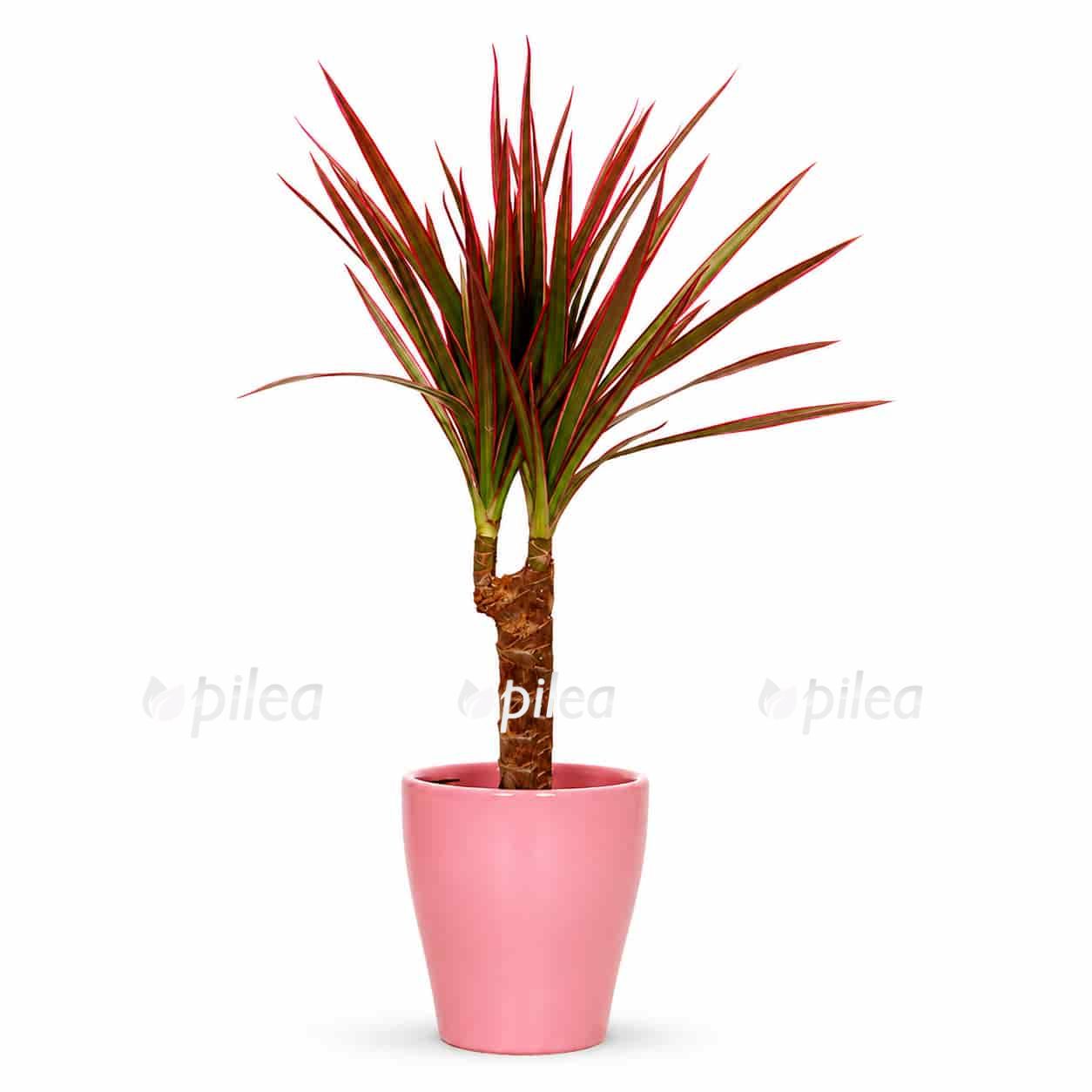 dracaena-marginata-colorama dracaena marginata colorama