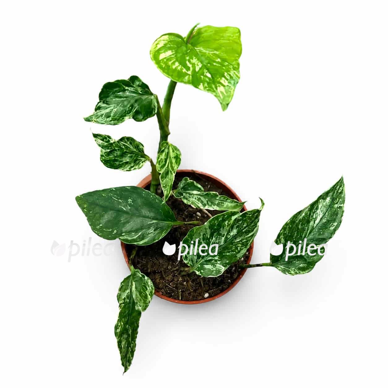 epipremnum-domino epipremnum domino 1