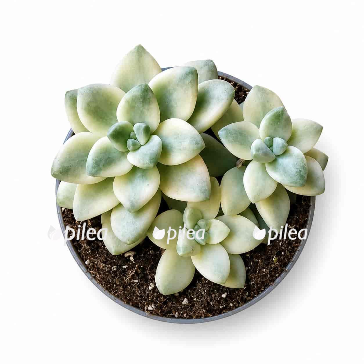 graptoveria-titubans graptoveria titubans