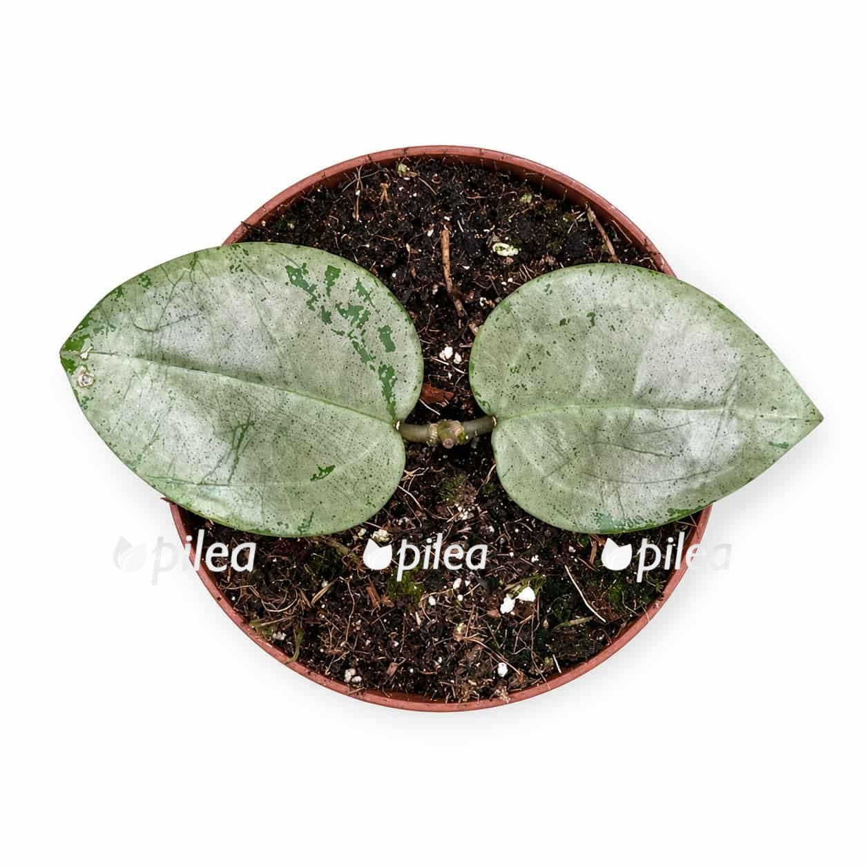 hoya-acuta-silver-heart hoya acuta silver heart