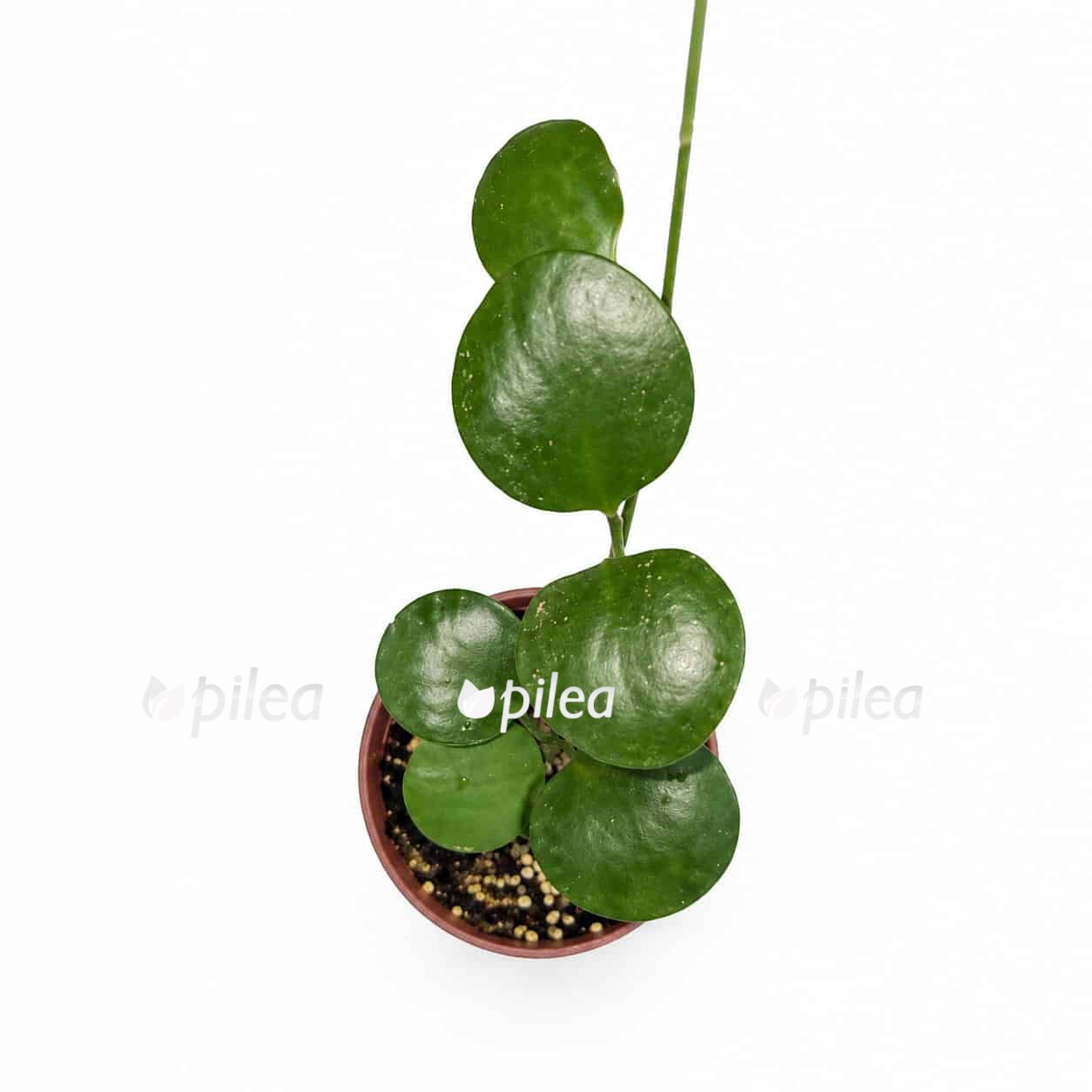 hoya-kastbergii hoya kastbergii
