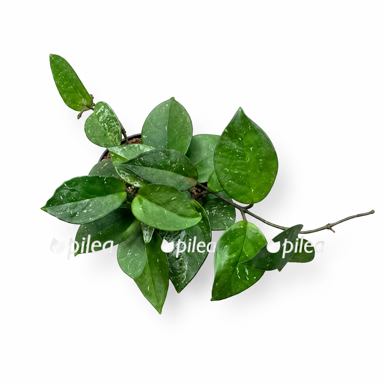 hoya-sarnosa-freckles-splash hoya sarnosa freckles splash