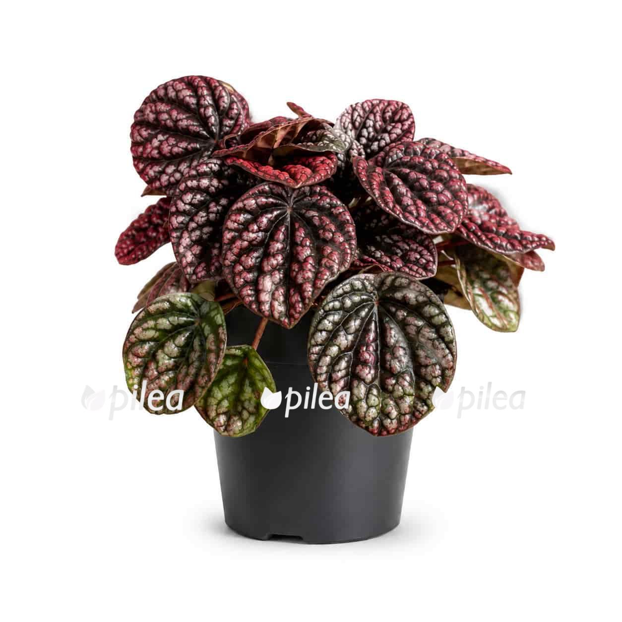 peperomia-caperata-lucinda peperomia caperata lucinda