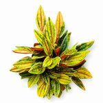peperomia rosso variegated