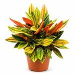 peperomia rosso variegated