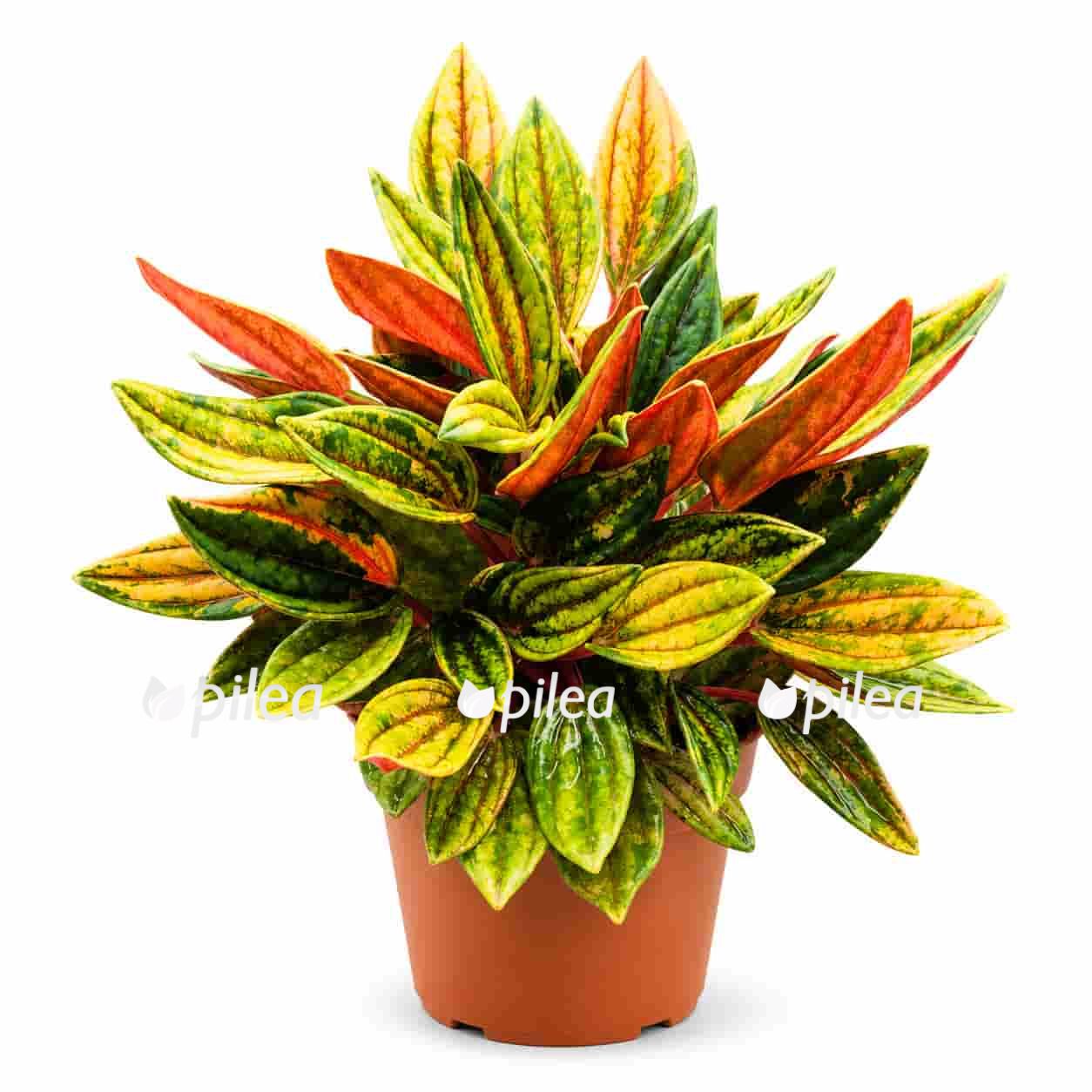 peperomia-rosso-variegated peperomia rosso variegated