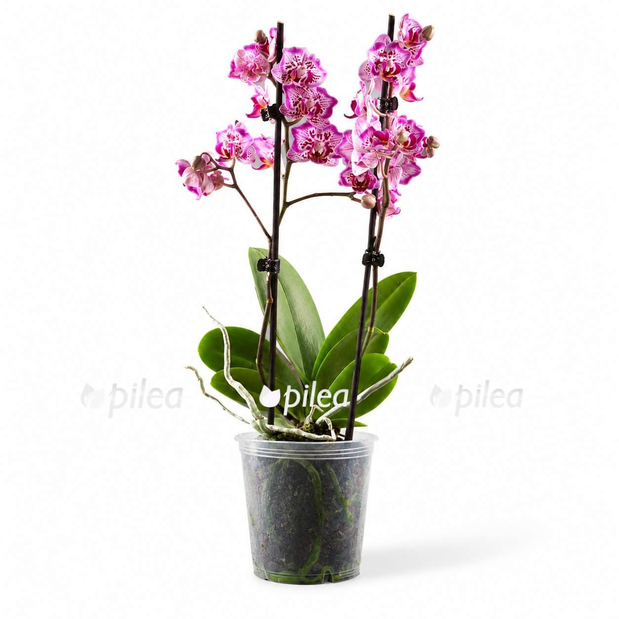 phalaenopsis-madonna phalaenopsis madonna