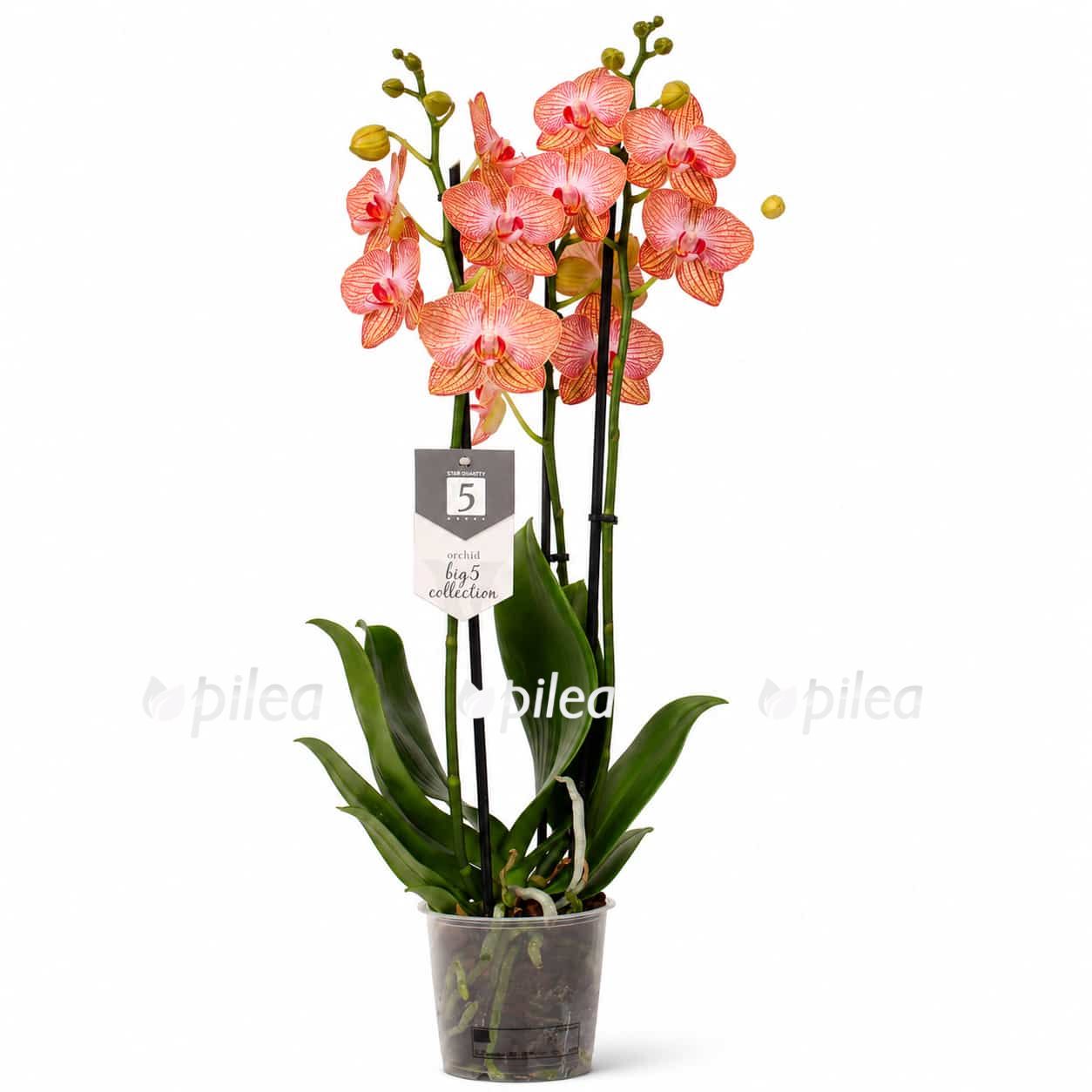 phalaenopsis-ravello phalaenopsis ravello