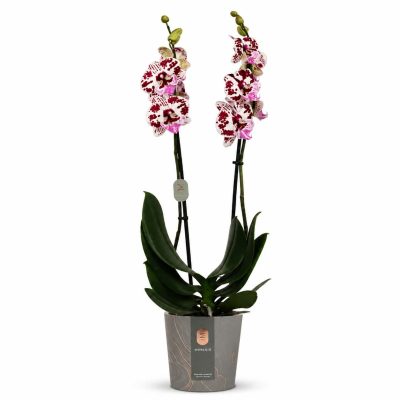 phalaenopsis speechless elegance big lip