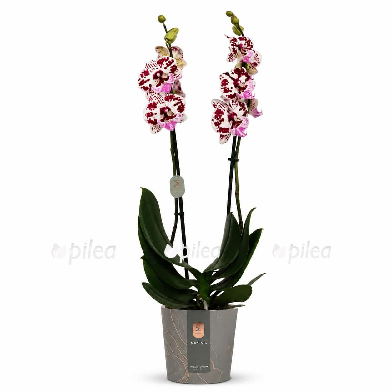 phalaenopsis-speechless-elegance-big-lip phalaenopsis speechless elegance big lip