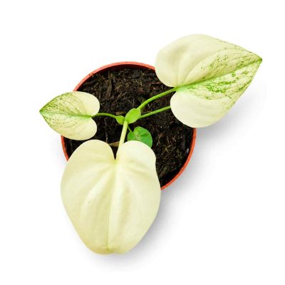 philodendron angela mint