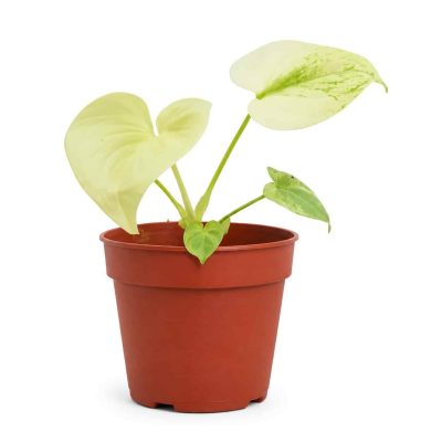 philodendron angela mint