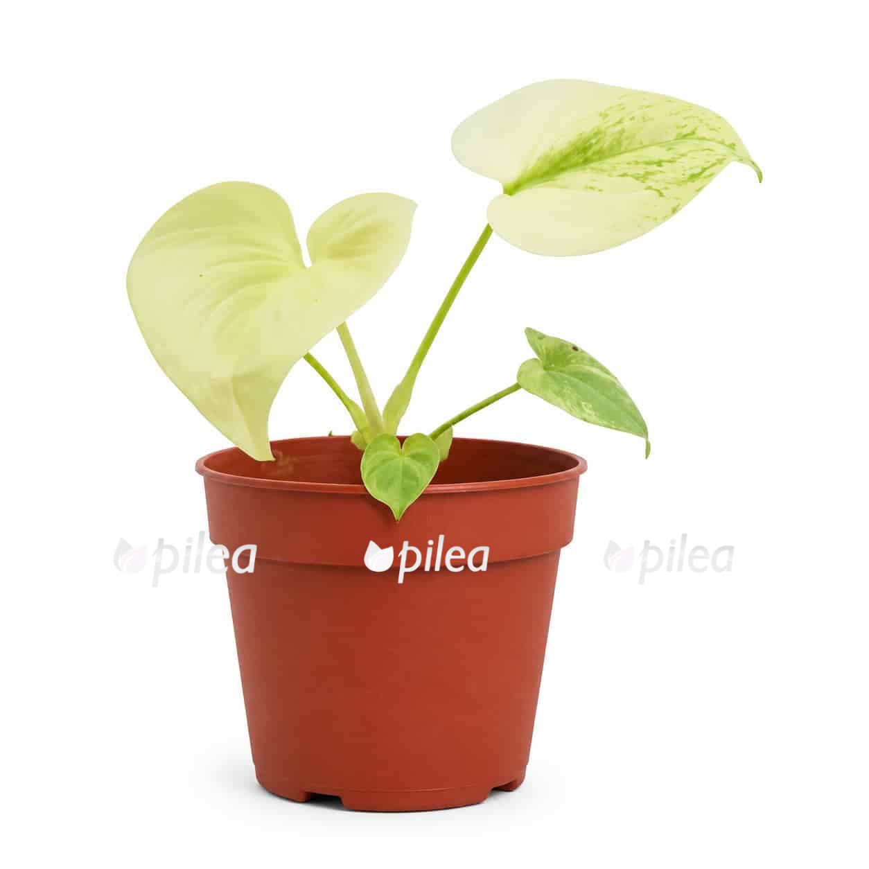 philodendron-angela-mint philodendron angela mint