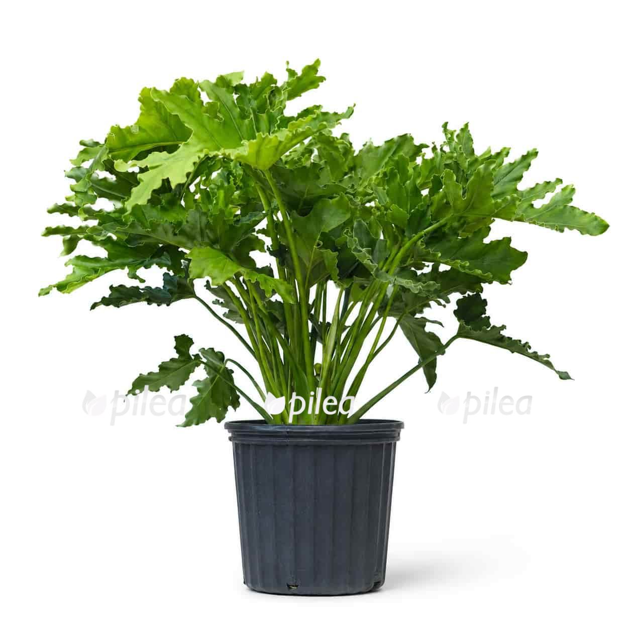 philodendron-lickety-split philodendron lickety split