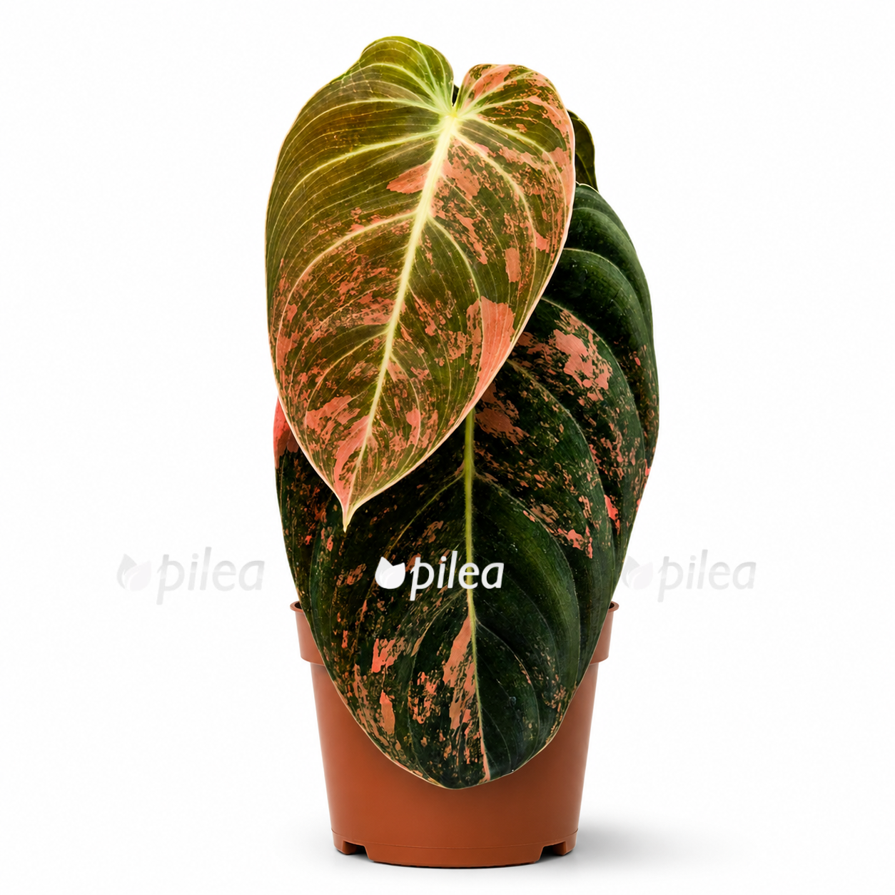 philodendron-melanochrysum-orange-variegata philodendron melanochrysum orange variegata