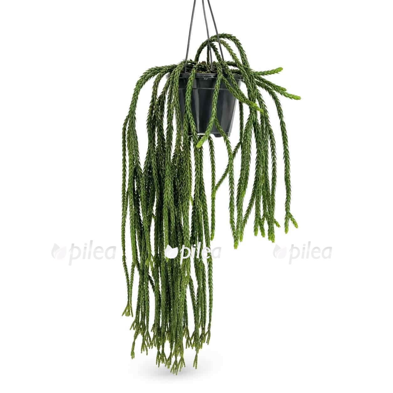 phlegmariurus-carinatus-huperzia-carinata phlegmariurus carinatus huperzia carinata