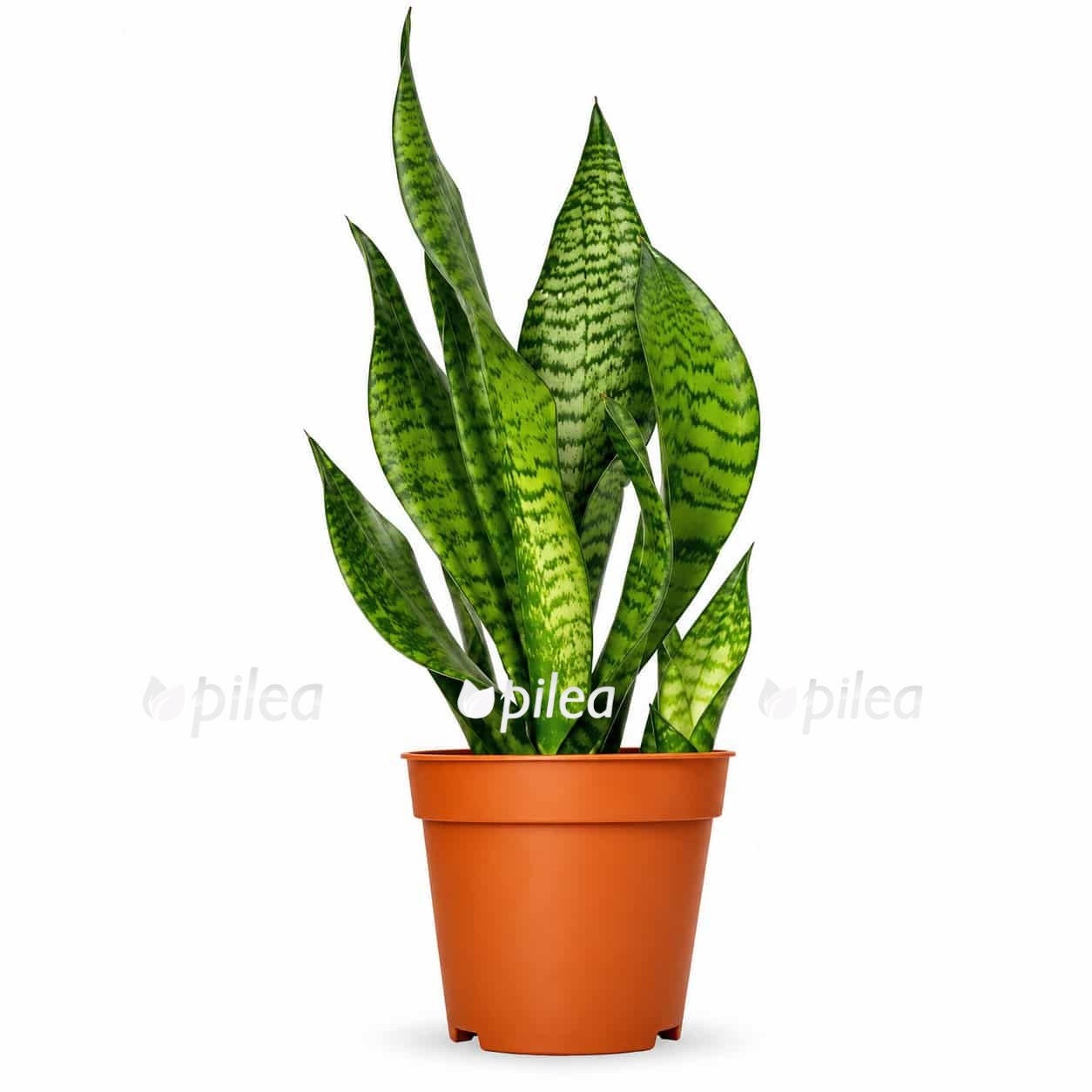 sansevieria-lorenzi sansevieria lorenzi