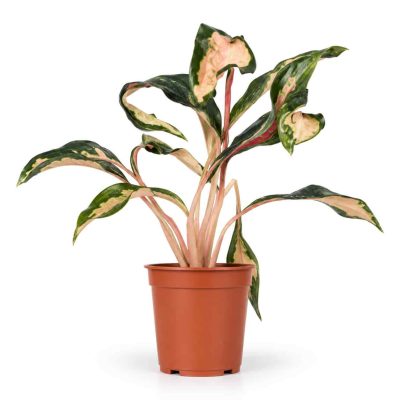 aglaonema flying squid