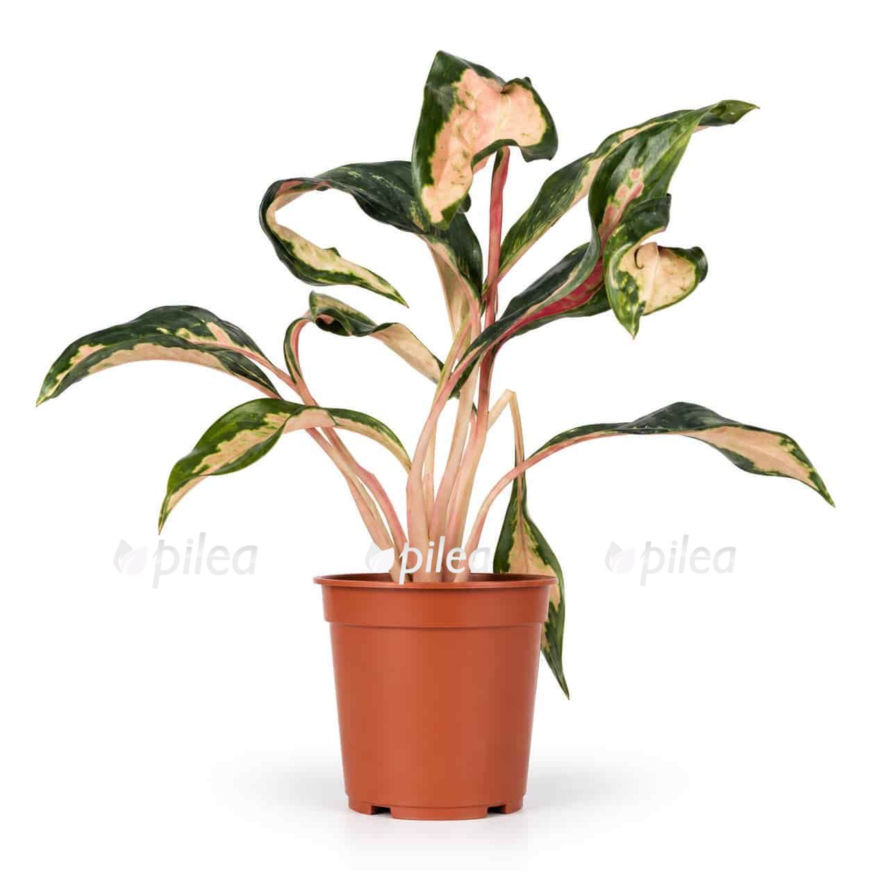 aglaonema-flying-squid aglaonema flying squid