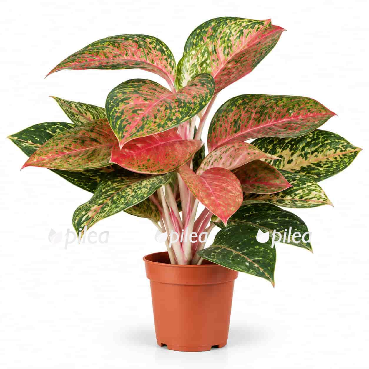 aglaonema legacy
