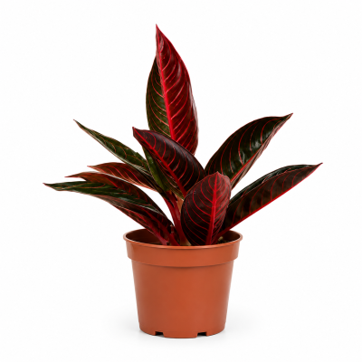 aglaonema red sumatra