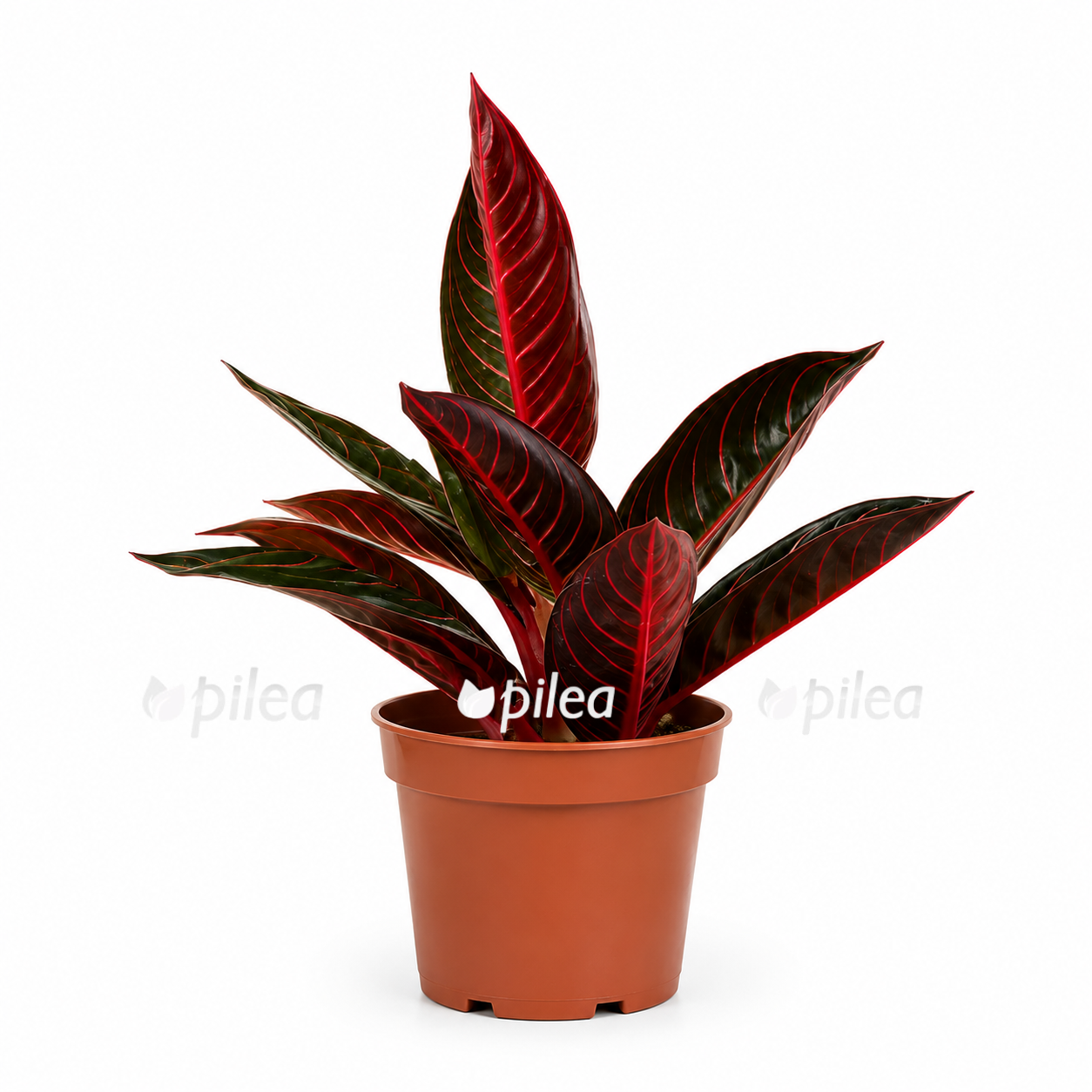 aglaonema-red-sumatra aglaonema red sumatra
