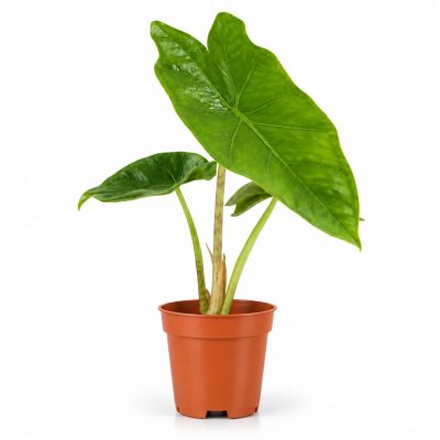 alocasia nycteris batwing
