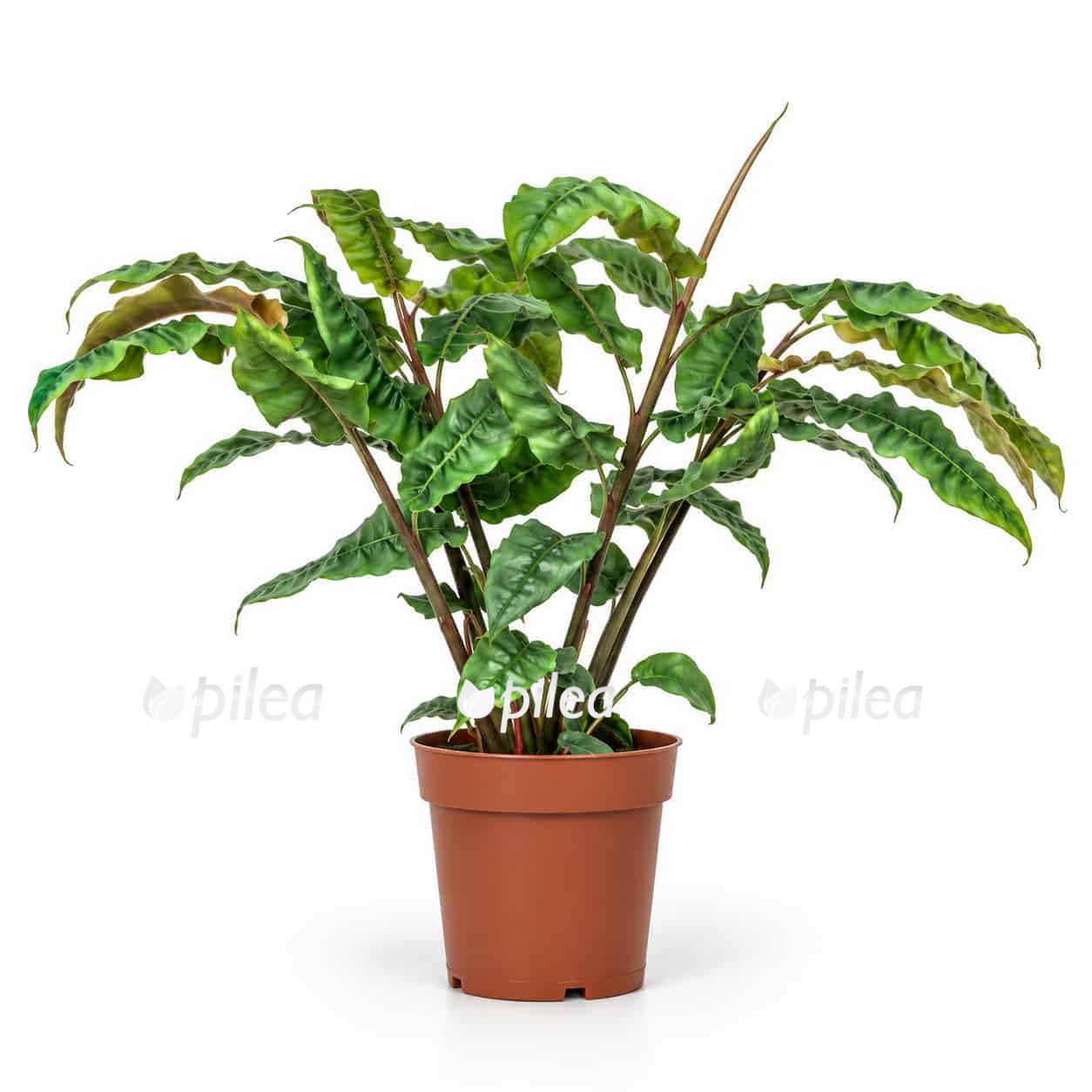alpinia-rugosa alpinia rugosa