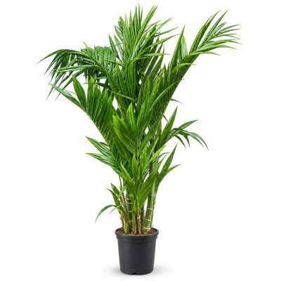 areca triandra 1