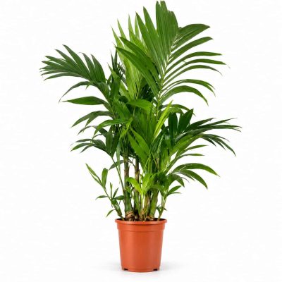 areca triandra