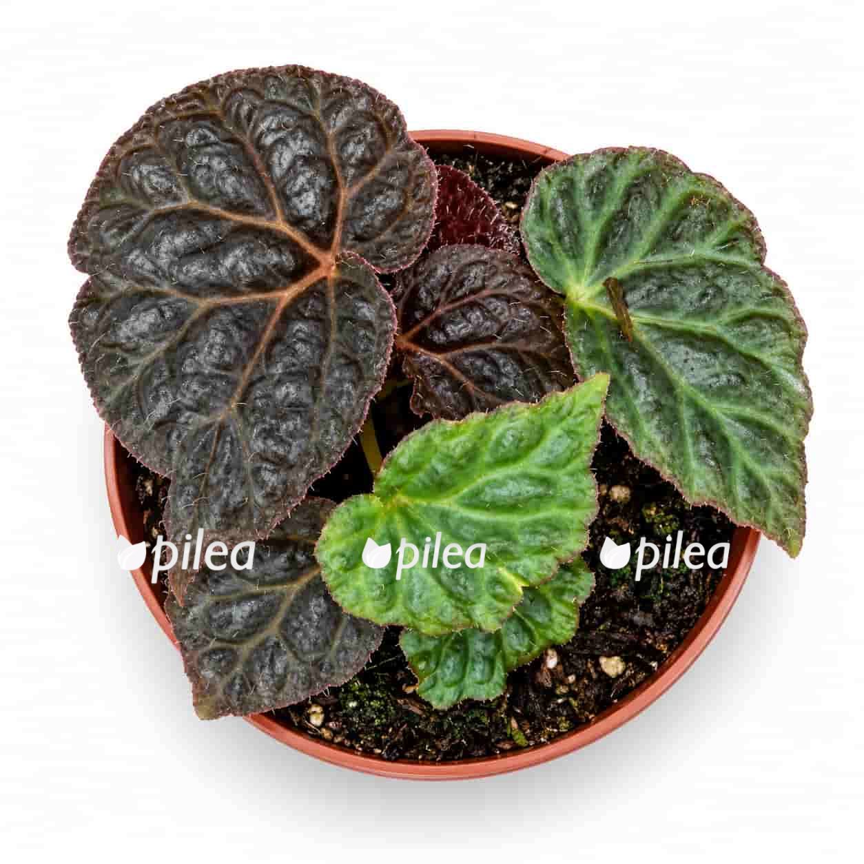 begonia-black-mountain begonia black mountain