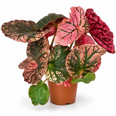 begonia midnight sun
