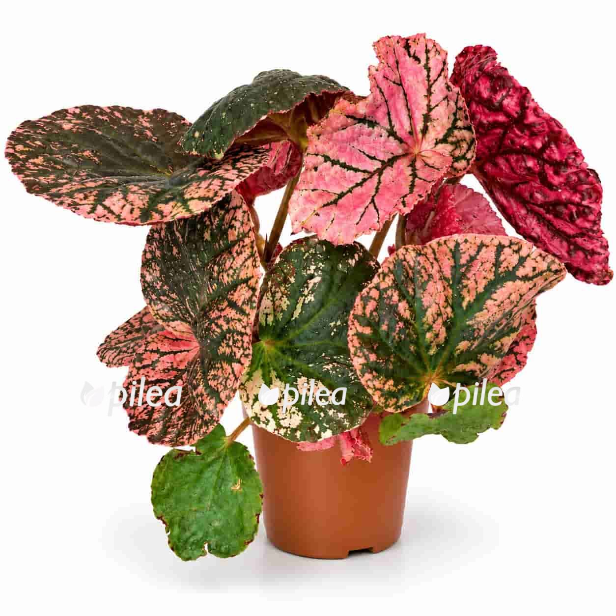 begonia-midnight-sun begonia midnight sun