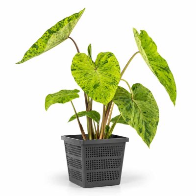 colocasia esculenta mojito