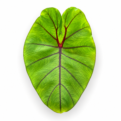 colocasia esculenta redemption yellow