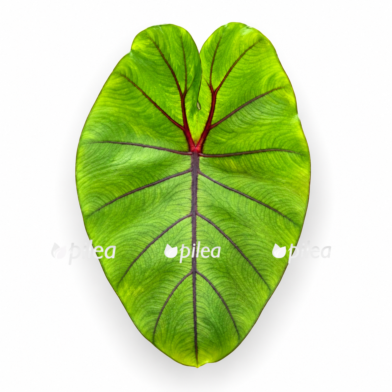 colocasia-esculenta-redemption-yellow colocasia esculenta redemption yellow