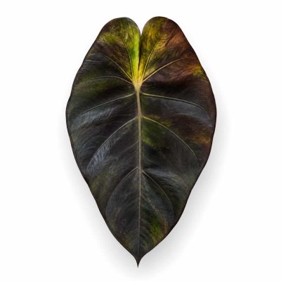 colocasia hybrid solar system