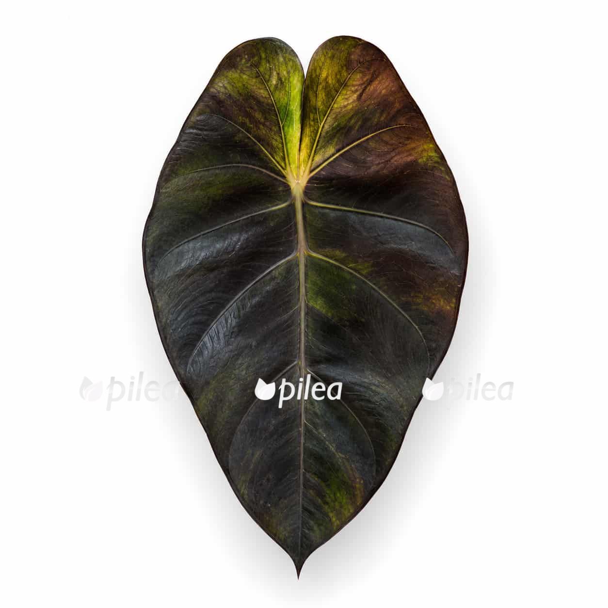 colocasia-hybrid-solar-system colocasia hybrid solar system