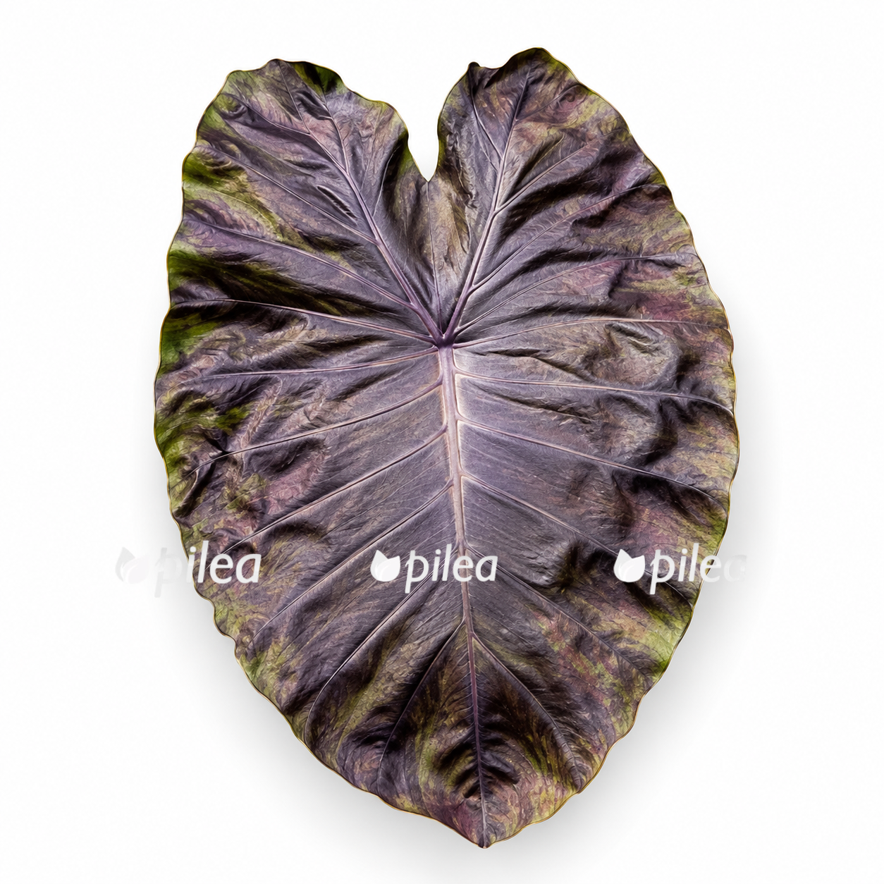 colocasia-hybrid-stealth-crypto colocasia hybrid stealth crypto